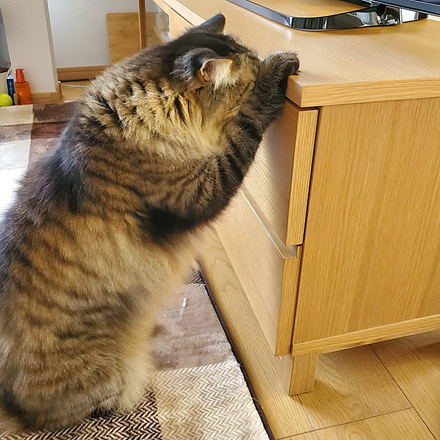 makoさんの実例写真