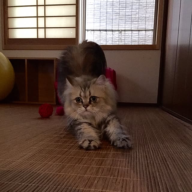 butachanさんの実例写真