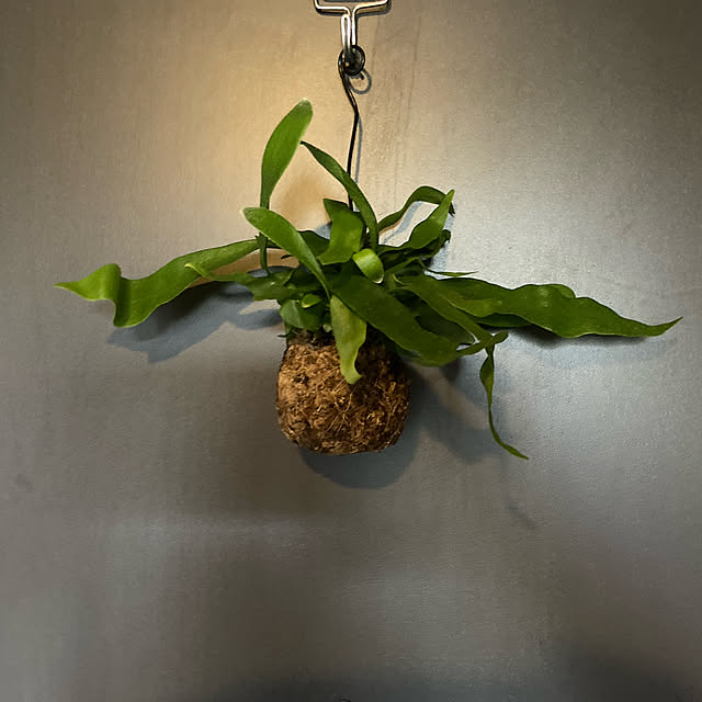 観葉植物/多肉植物/玄関/入り口のインテリア実例 - 2022-11-17 21:03:36