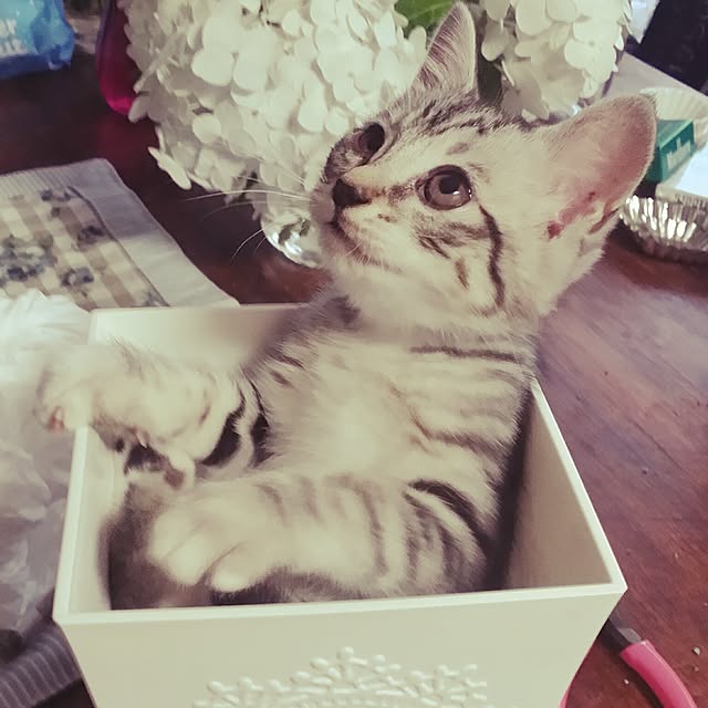 annさんの実例写真