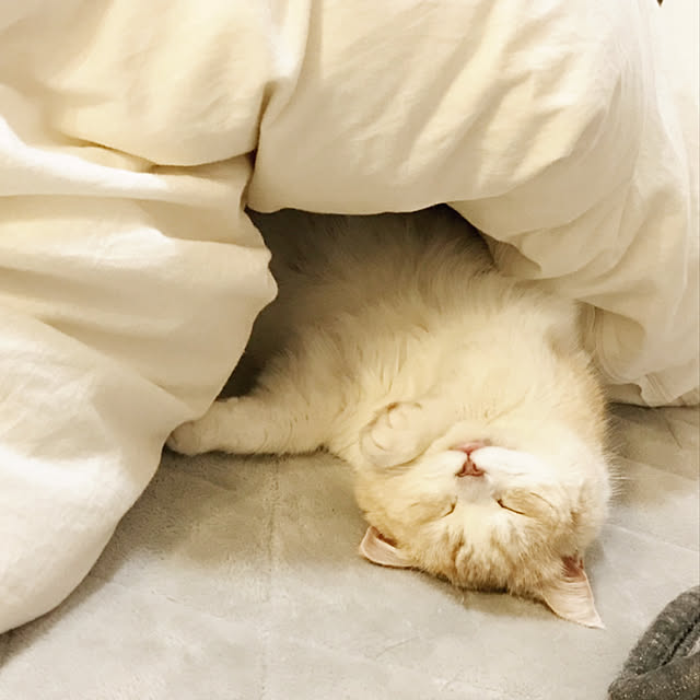 H.Tさんの実例写真