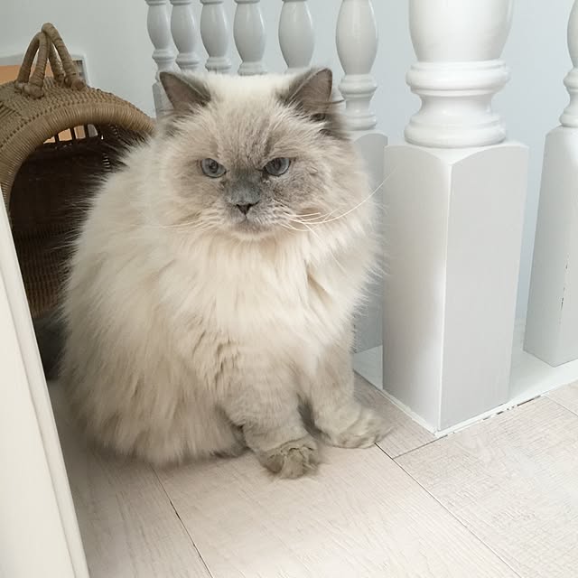 yuchiさんの実例写真