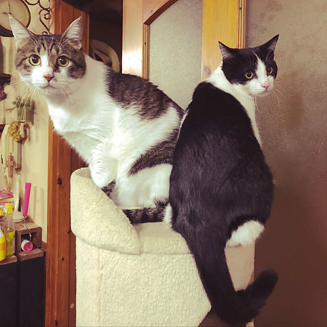 namiさんの実例写真