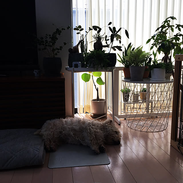 Fuyueさんの実例写真