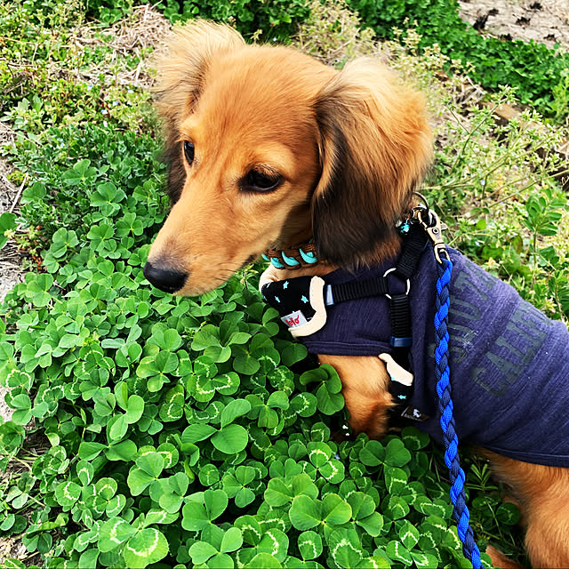 kokoronさんの実例写真