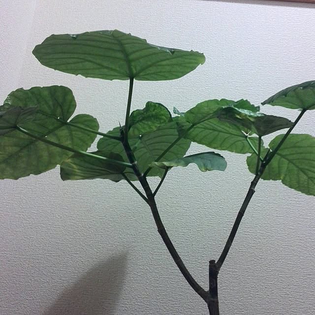 h-a-ri.mamaさんの実例写真