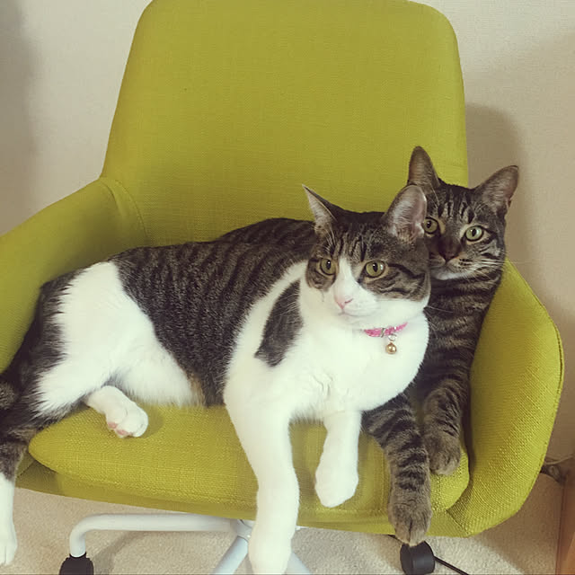 yurinecoさんの実例写真