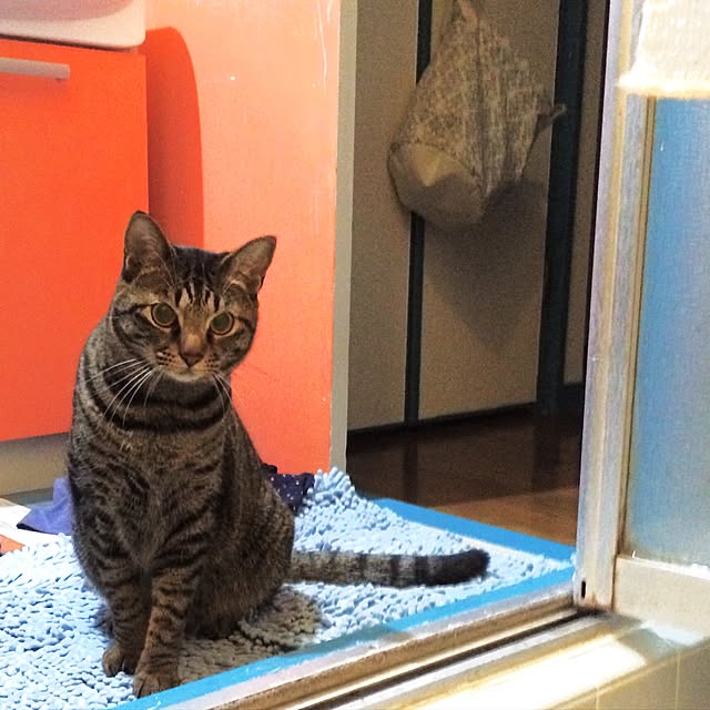 komugiさんの実例写真