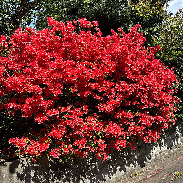 happy-sachiさんの部屋