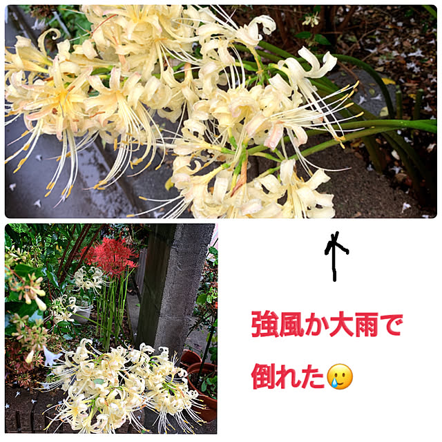 eshinobumさんの実例写真