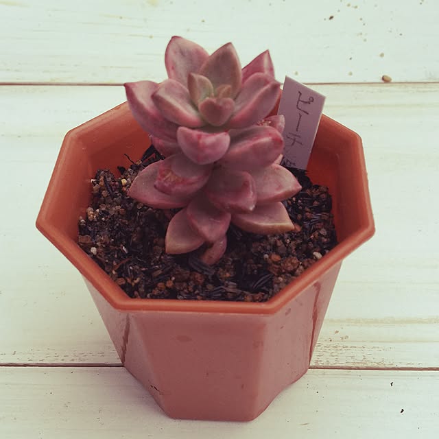 plantsboxさんの実例写真