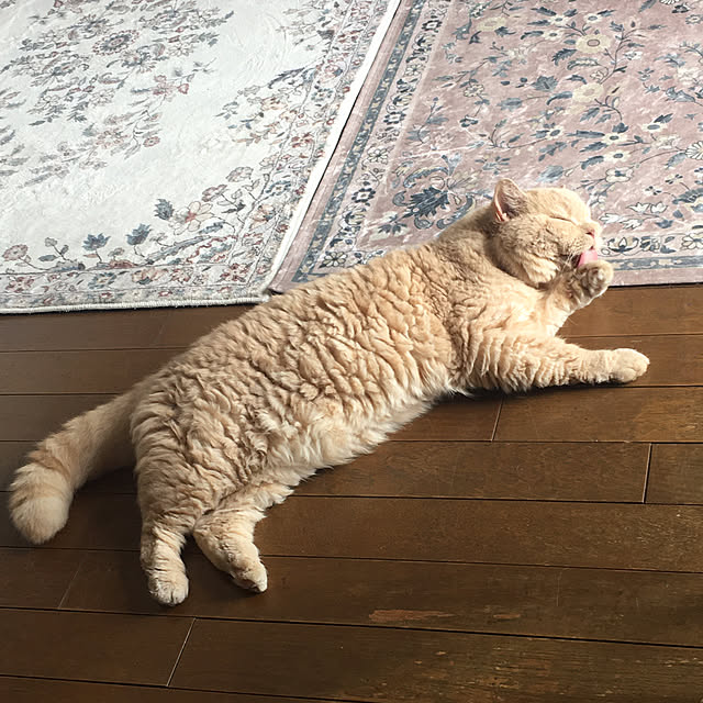 naokoさんの実例写真