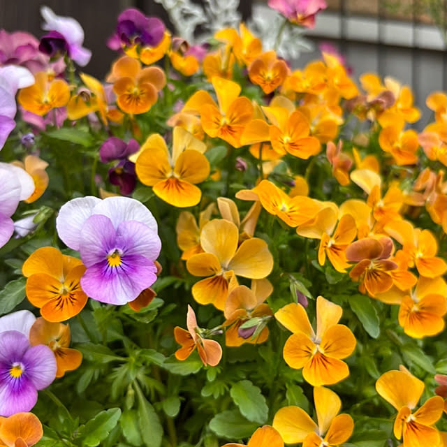 madeleineさんの部屋