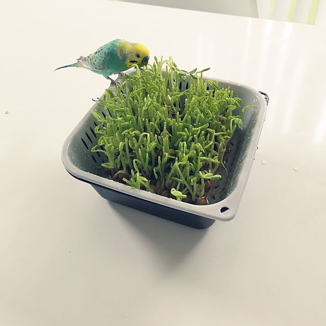 yさんの実例写真