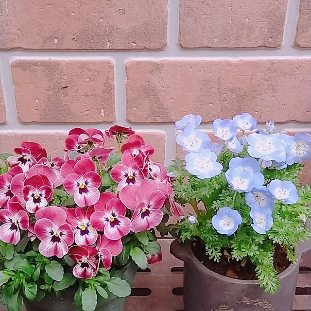 saaさんの実例写真