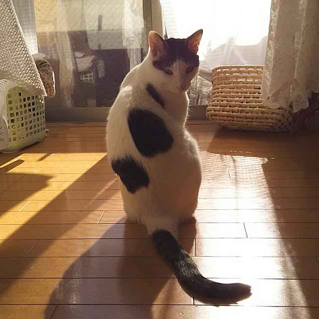 sakuraさんの実例写真