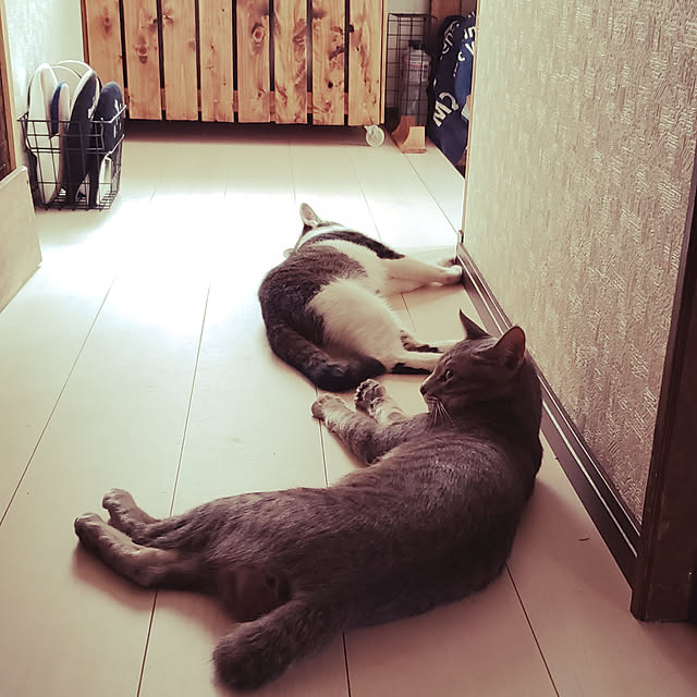 kiraさんの実例写真