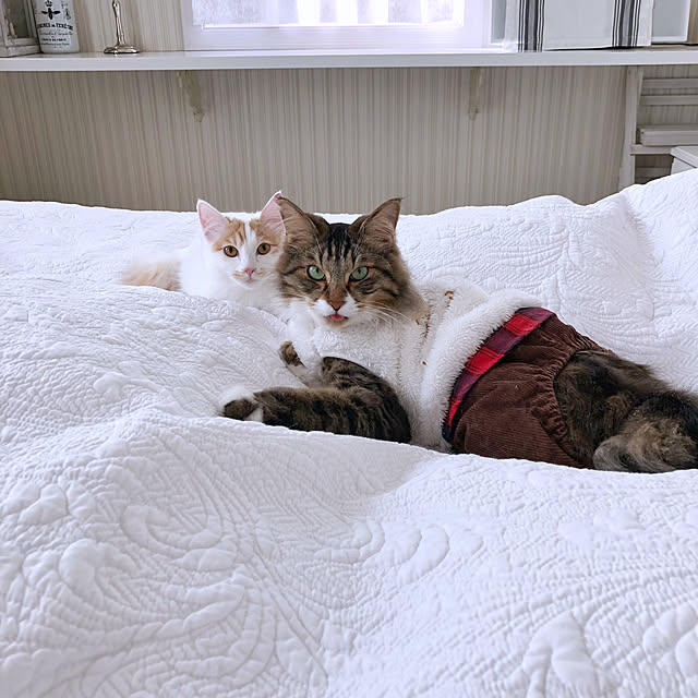 yuchiさんの実例写真