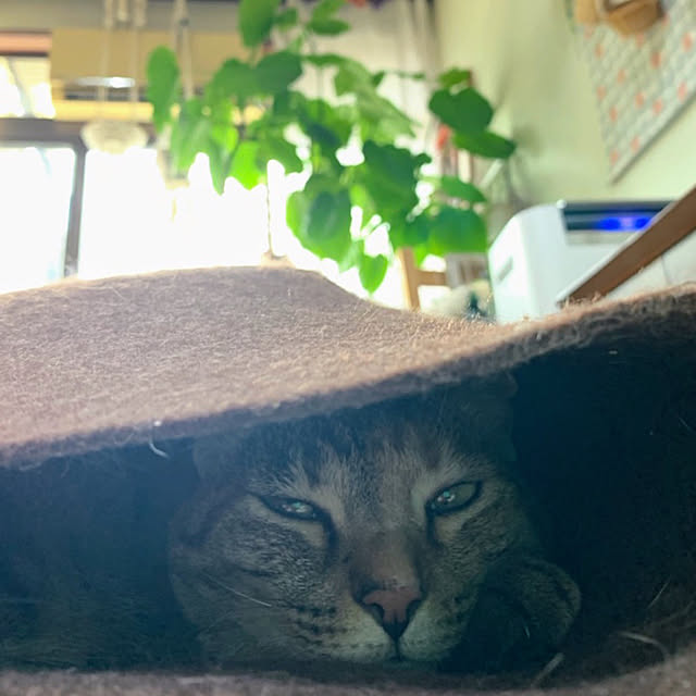 mohhaさんの実例写真