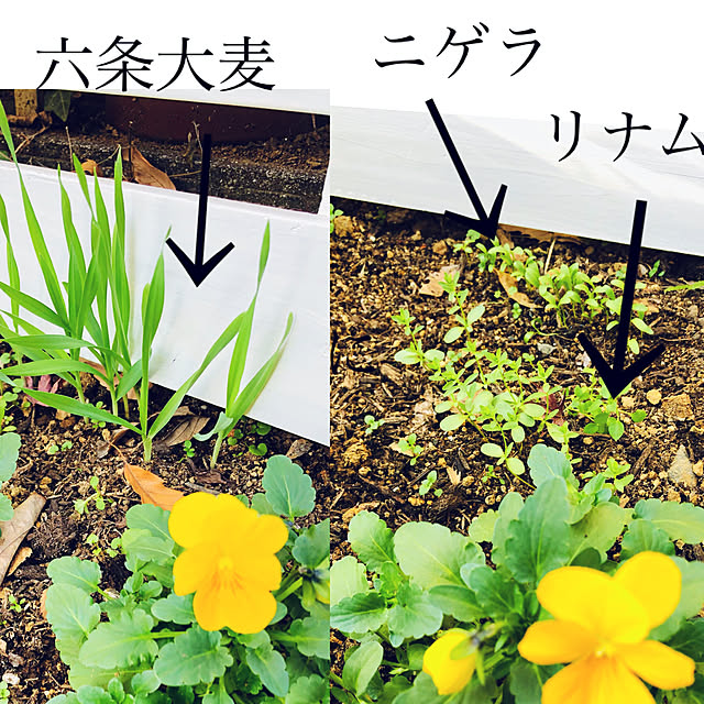 NAOさんの実例写真