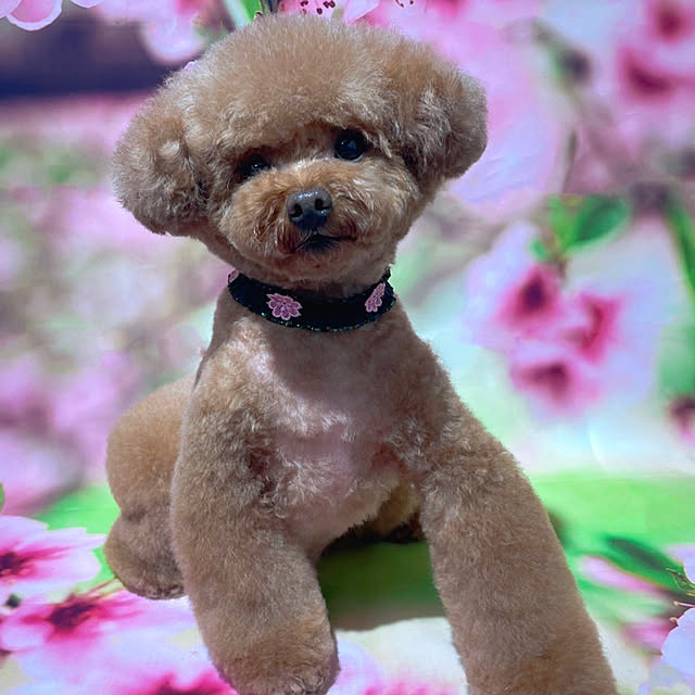 Yumiさんの実例写真