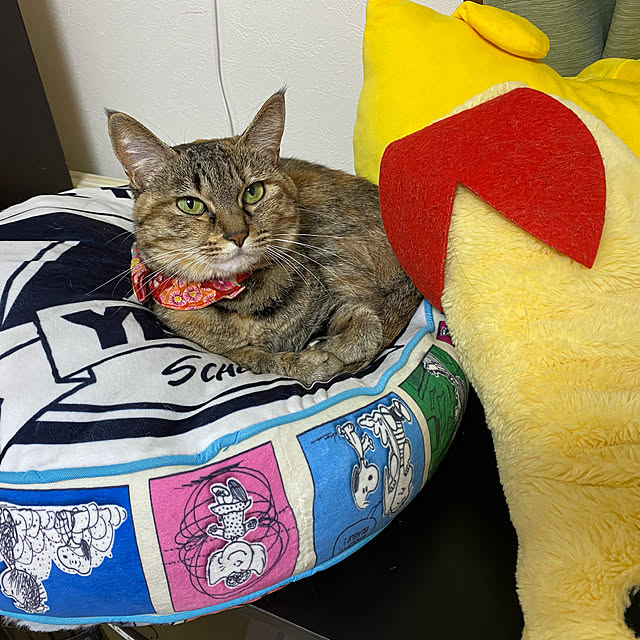 yuucharopiさんの実例写真