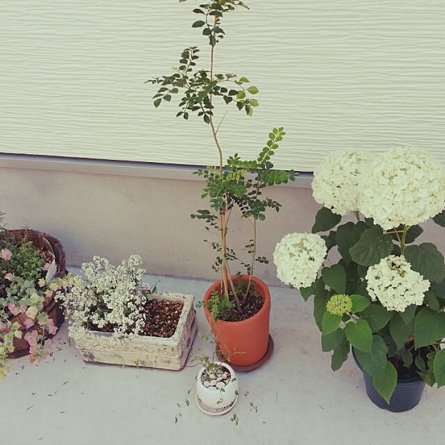 unikkoさんの実例写真