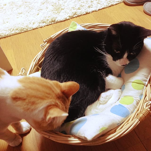 Kinanさんの実例写真