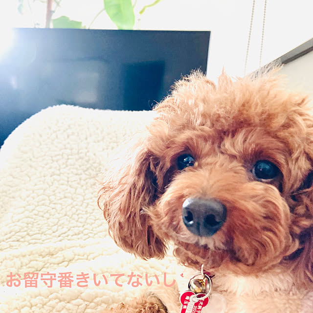MOMOMAMAさんの実例写真