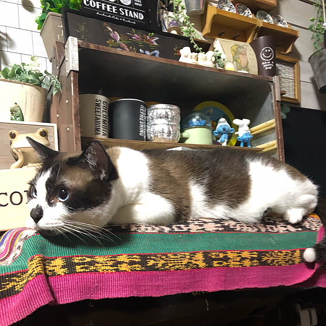 vivienne.coco-keiさんの実例写真