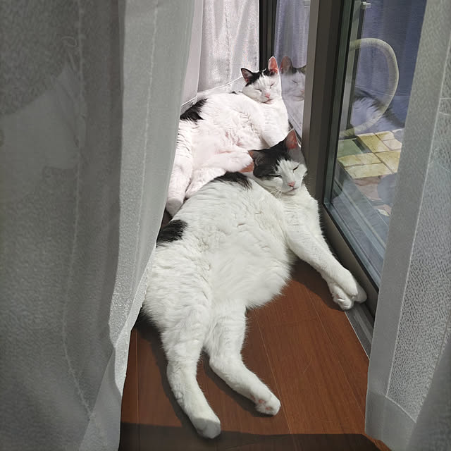 yuuさんの実例写真