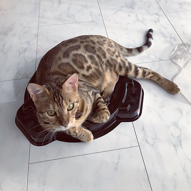 iranさんの実例写真