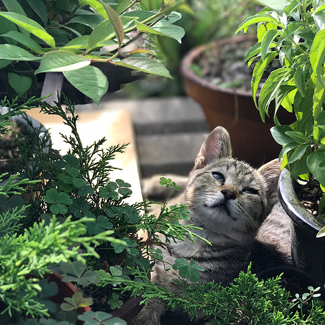 ronさんの実例写真