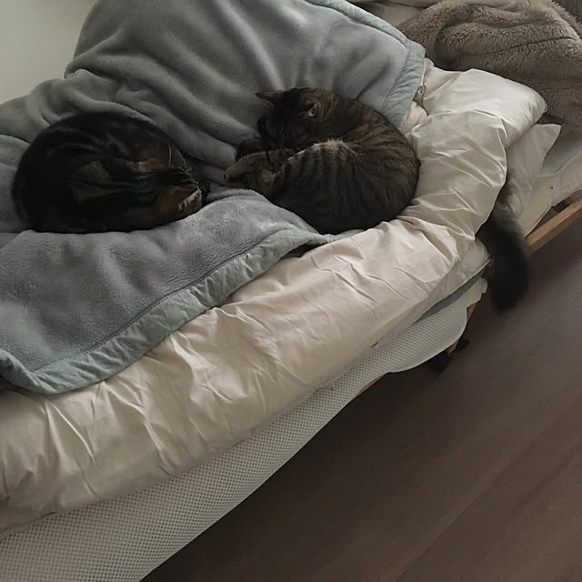 mikomaruさんの実例写真