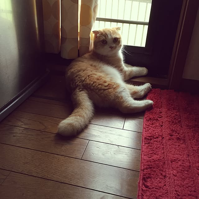 mochiさんの実例写真