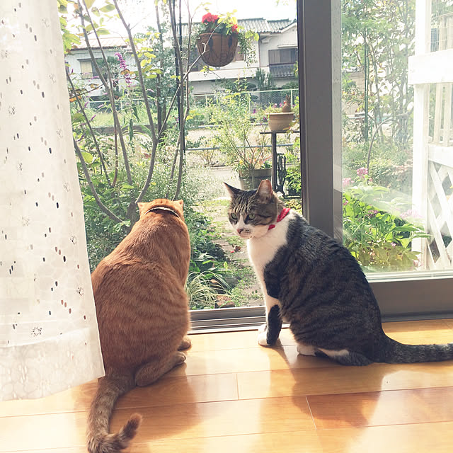 annさんの実例写真