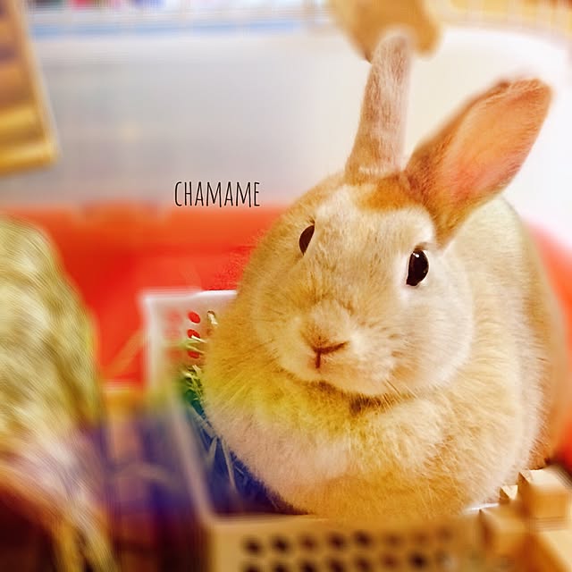mamiさんの実例写真