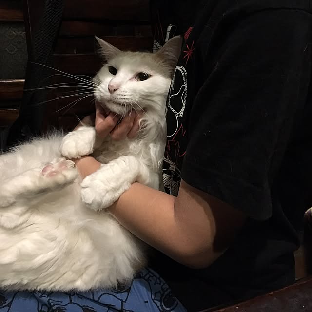 shigimiさんの実例写真