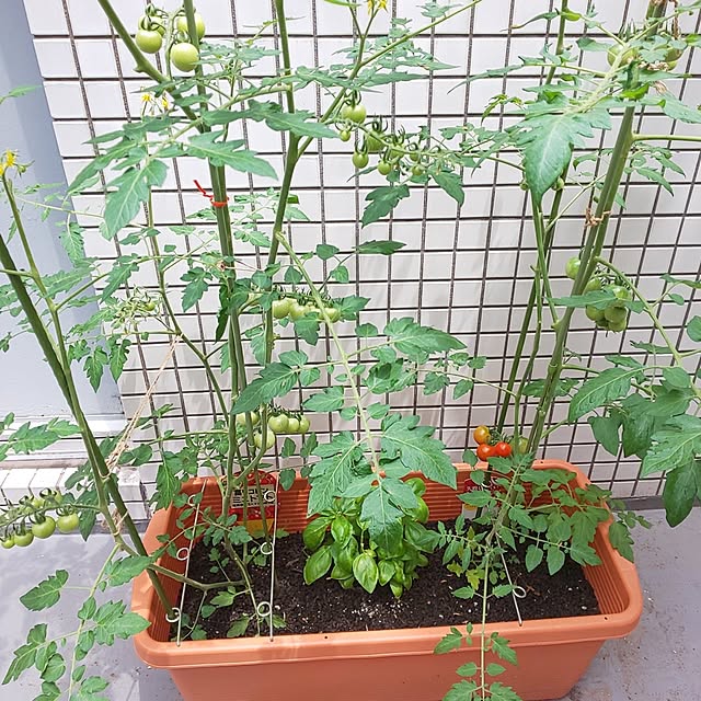 kumimmyさんの実例写真