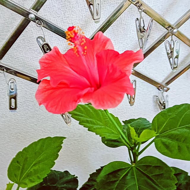 hanachanさんの部屋