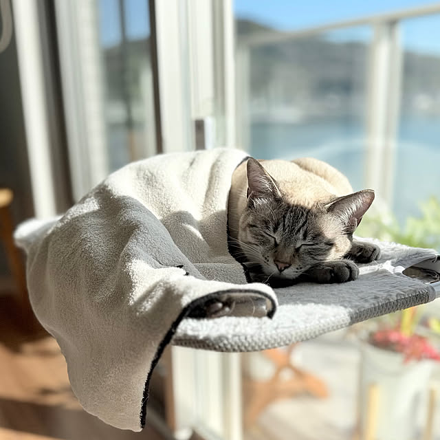 amさんの実例写真