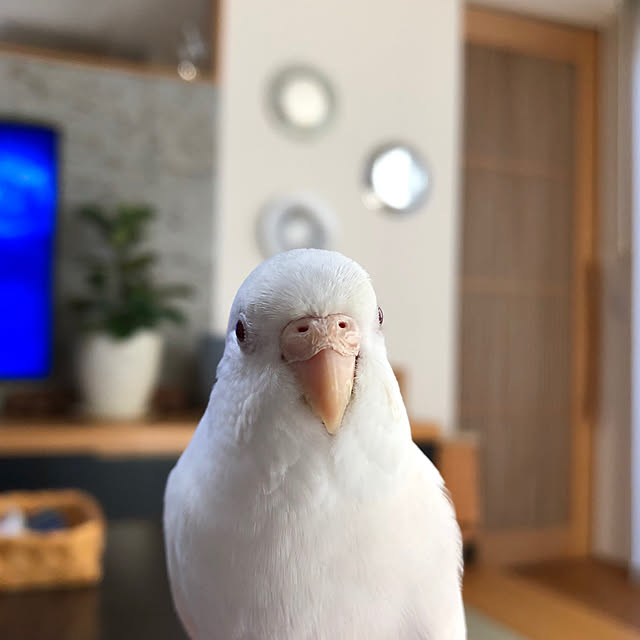 paruさんの実例写真