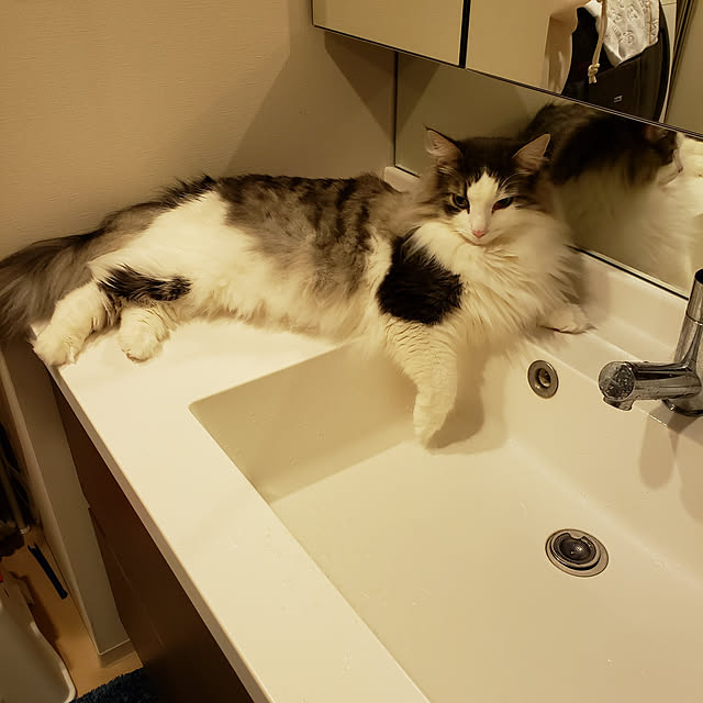 mofさんの実例写真