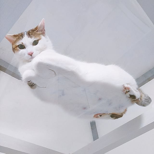 kirakirahikaruさんの実例写真