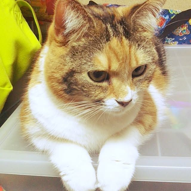 yukieさんの実例写真