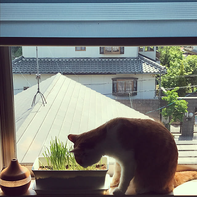 Toyomiさんの実例写真