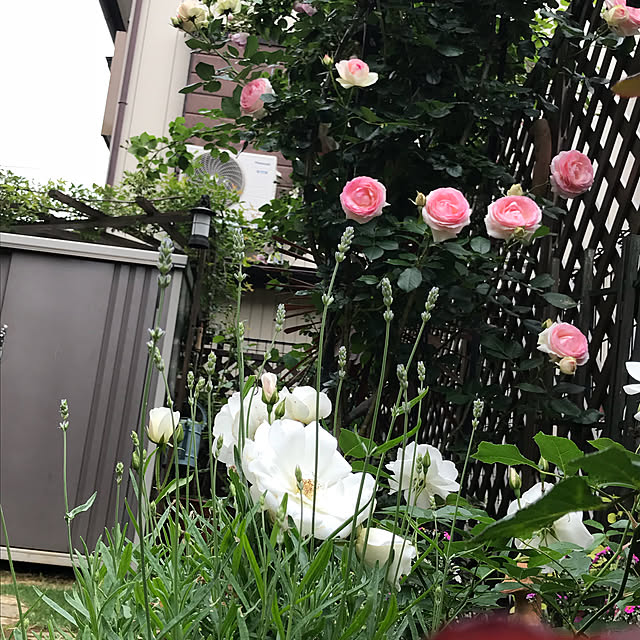 gin_mamaさんの実例写真