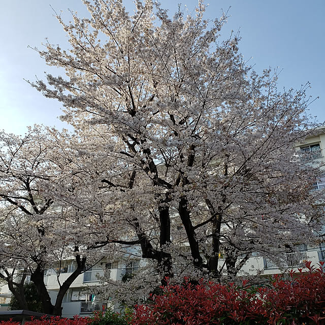 nyagosanさんの実例写真