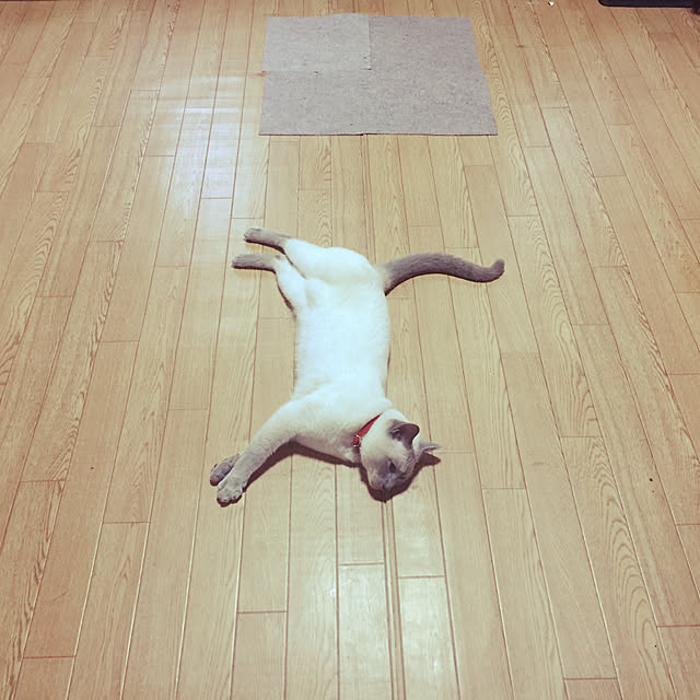 OmamekOさんの実例写真