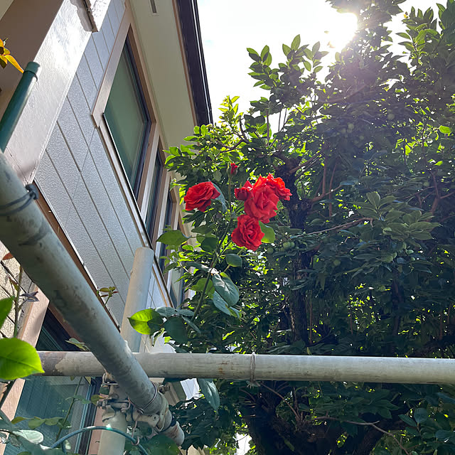 botanさんの実例写真